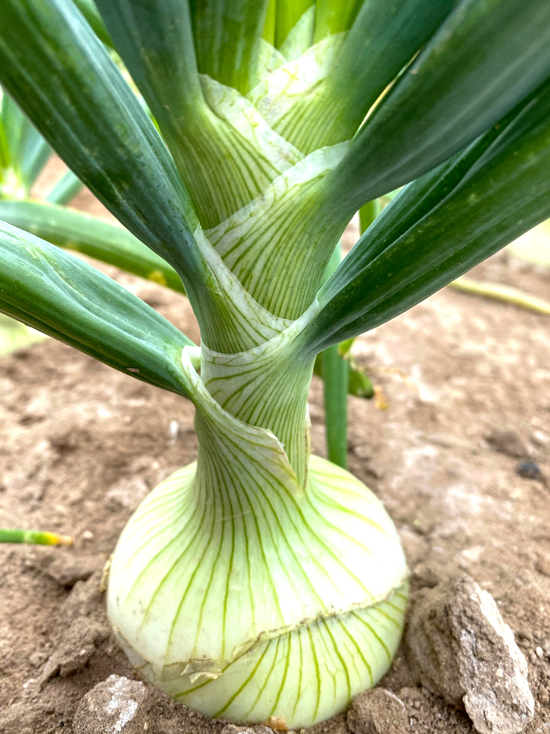 The Onion House expects solid Texas spring deal Produce News