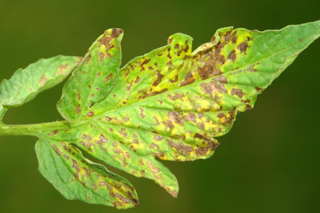 Tomato plant diseases pictures The Pro Farmer