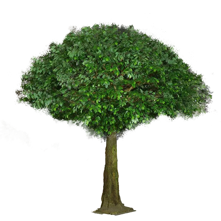 Ficus Tree Green Leaves