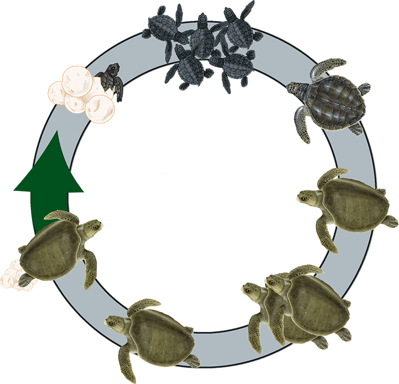 SEA TURTLE SURVIVAL CHALLENGE