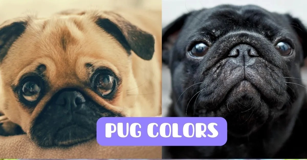 Shades of Pug Exploring The Rainbow of Pug Colors The Pug World