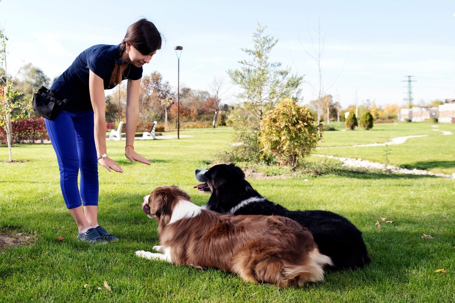 Premium Dog Services in Marietta The Pup Hub