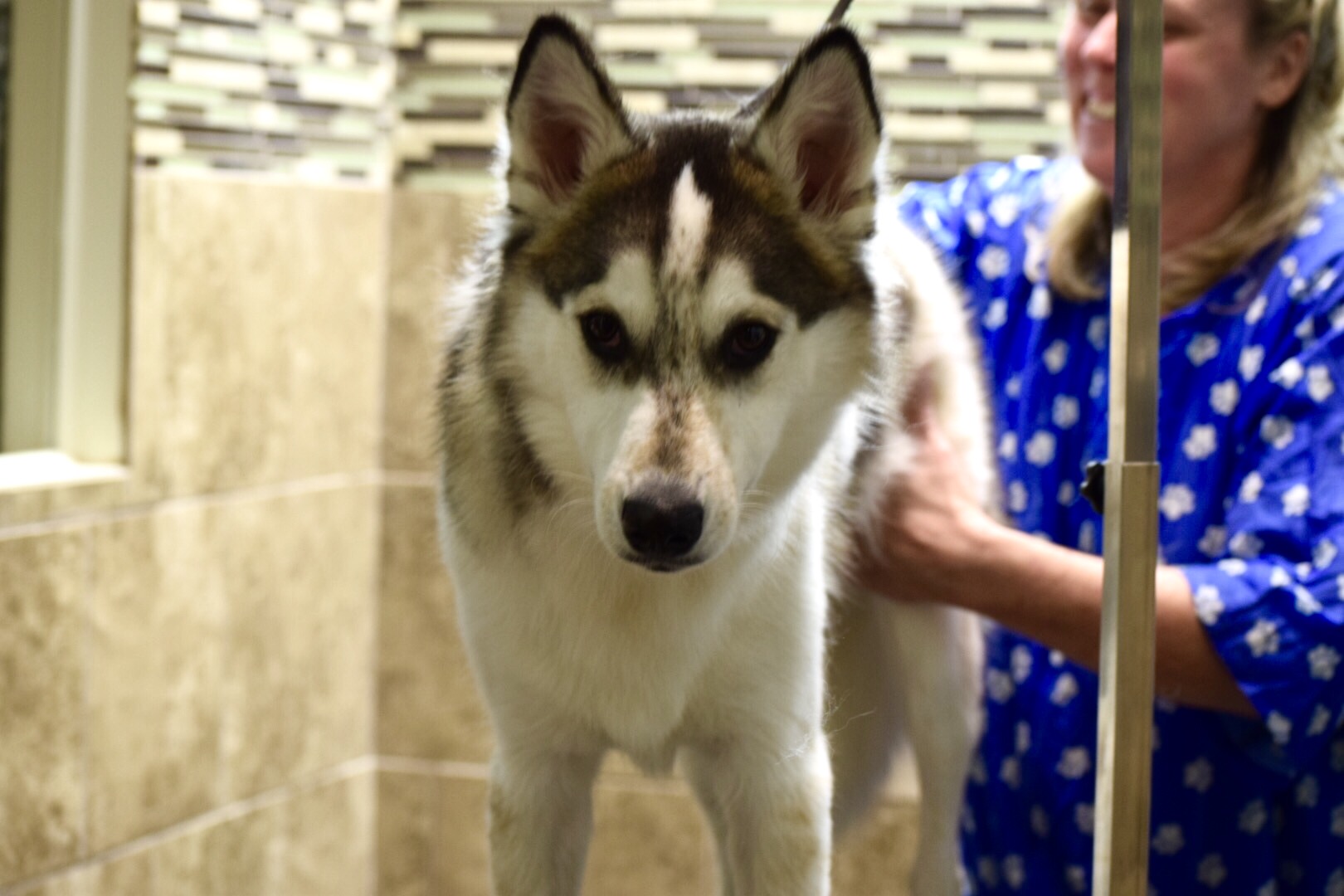 Grooming Tips From a Dog The Puppy Pantry
