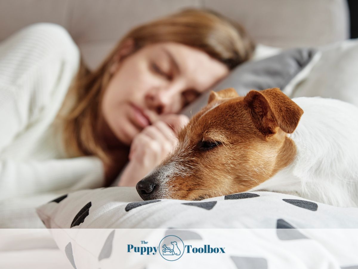 Why does my puppy sleep on my head? The Puppy Toolbox