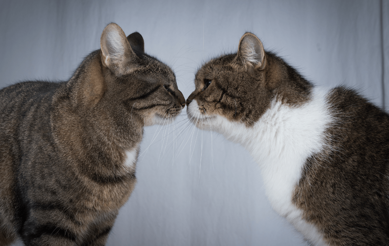 How to Introduce Two Cats (Safe & Easy Strategies)