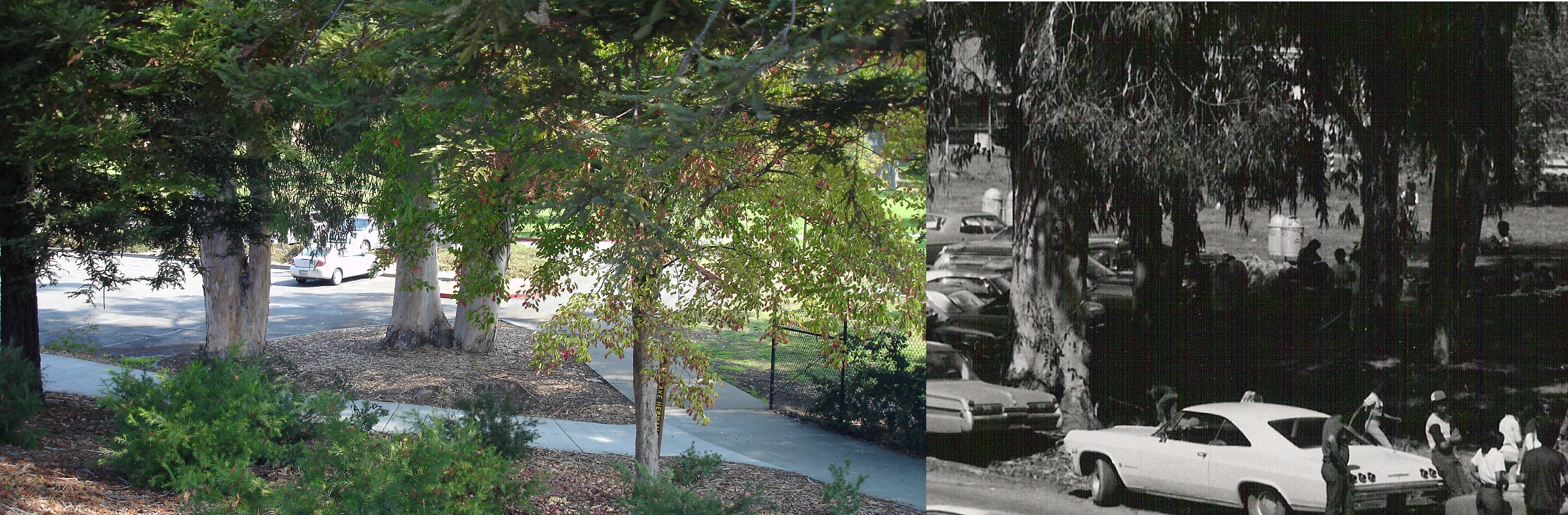 Zodiac Killer Blue Rocks Springs Crime Scene Reconstructed