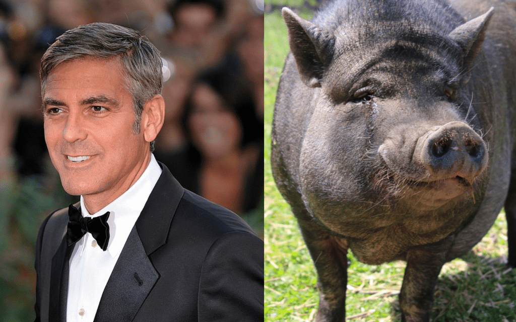 These Celebrities Had the Strangest Pets The Quick Report
