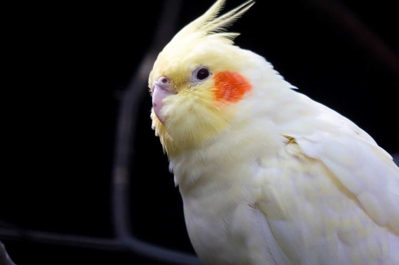 8 Quietest Birds To Keep As Apartment Pets The Quietest