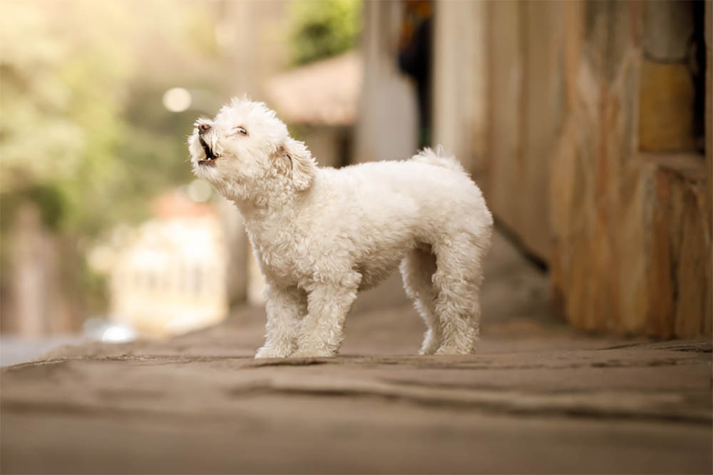 How To Soundproof A Dog Crate Or Kennel And Tips To Stop Your Dog Barking