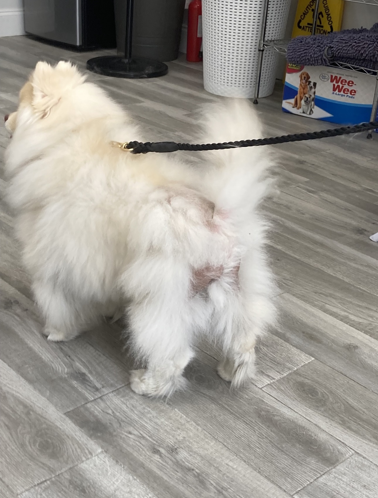 Thor | Thera-Clean Microbubbles