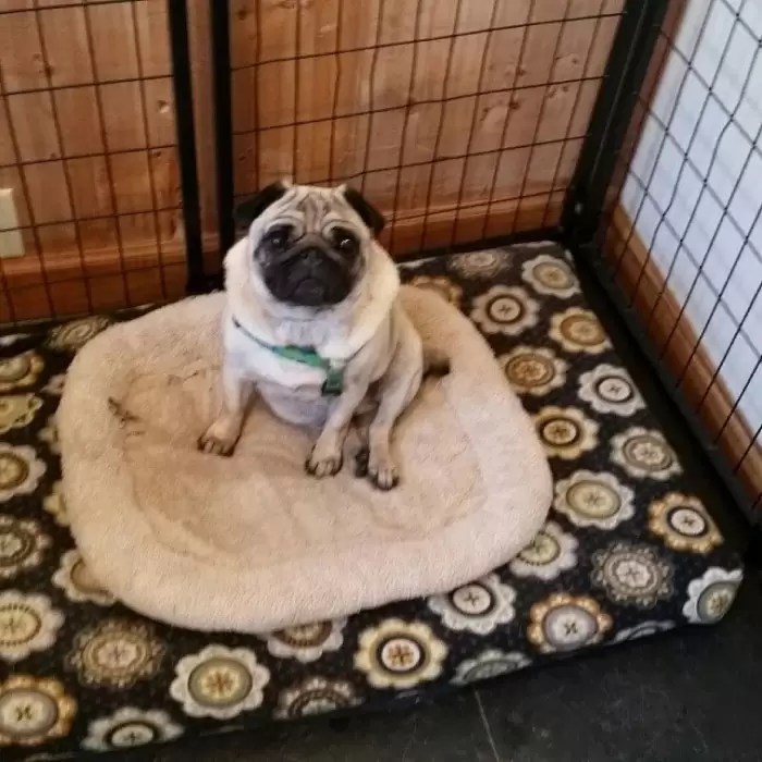 Animal Rehabilitation Boarding Services in the Rochester, NY area