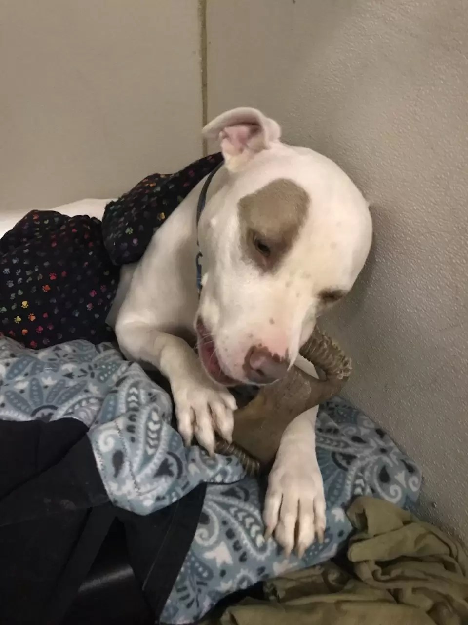 Overnight Boarding in the Rochester, NY area TheraVet Acres