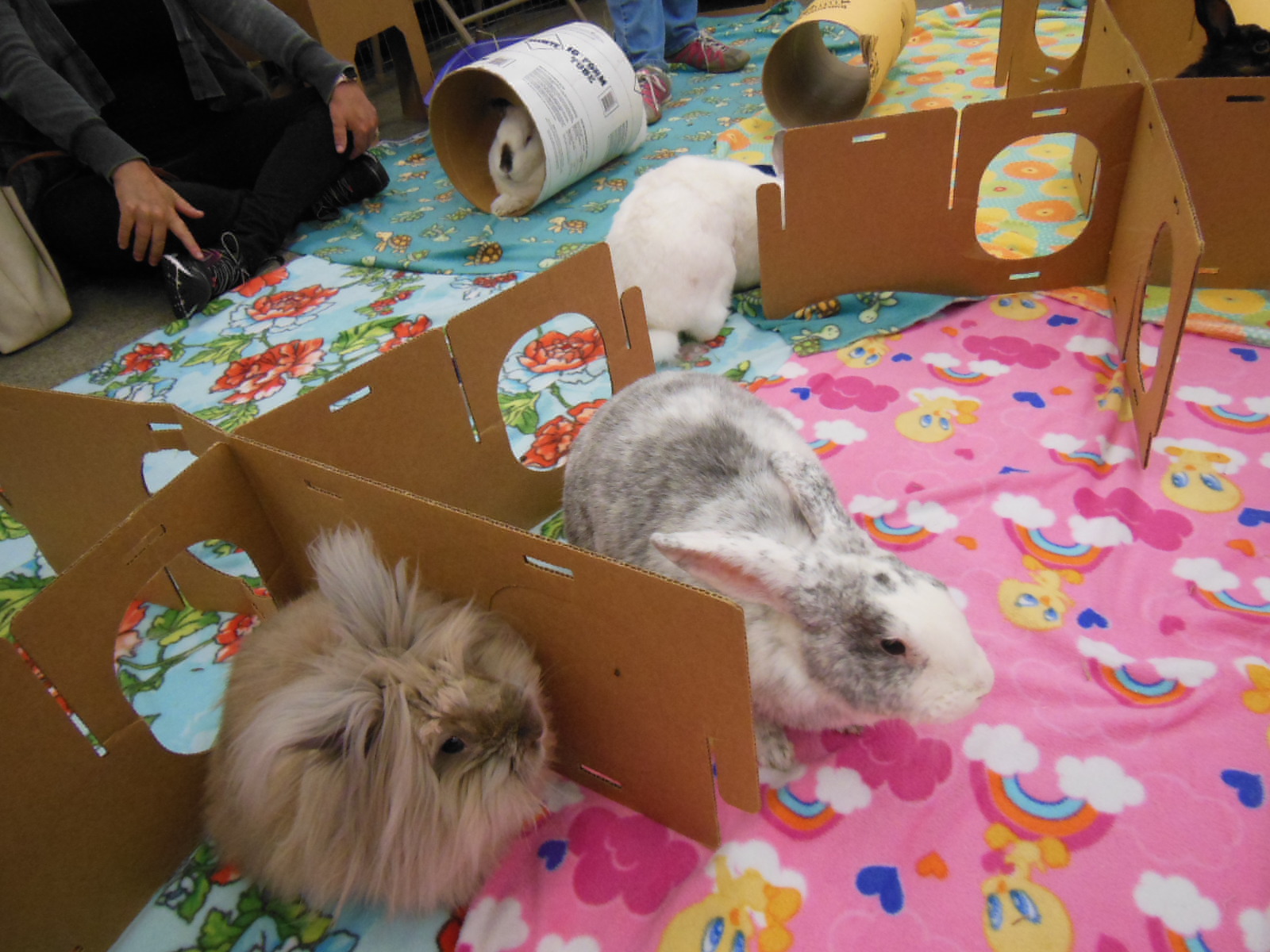 Bunny Hop is Sunday August 19th The Rabbit Haven