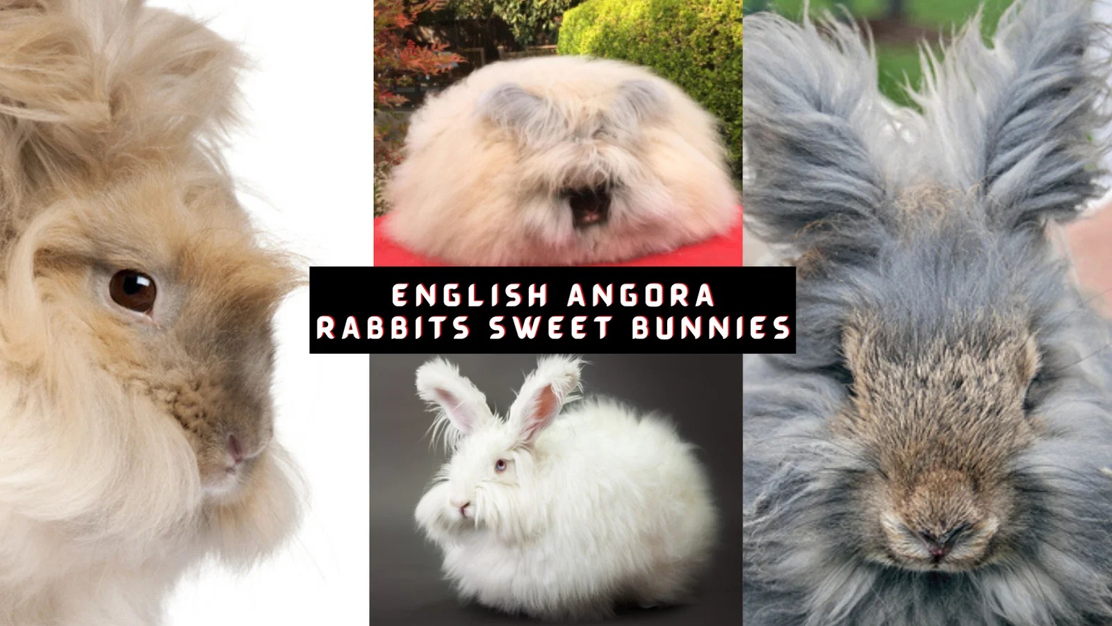 English Angora Rabbits Sweet Bunnies The Rabbit Hop