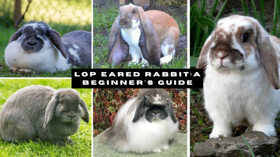 Lop Eared Rabbit A Beginner's Guide The Rabbit Hop