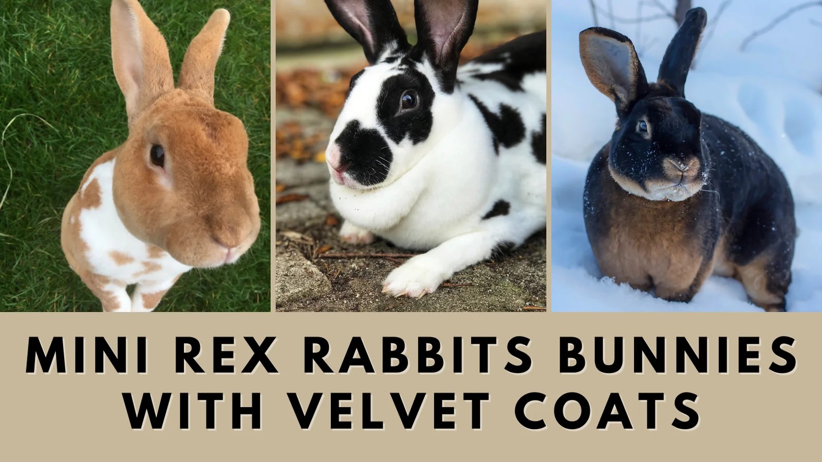 Mini Rex Rabbits Bunnies with Velvet Coats The Rabbit Hop