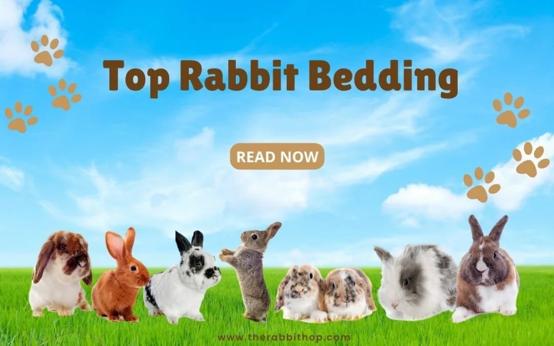 General Care Info Archives The Rabbit Hop