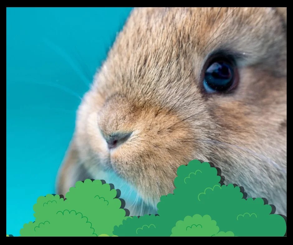 Rapid Breathing in Rabbits Why Is My Bunny Breathing Fast? The