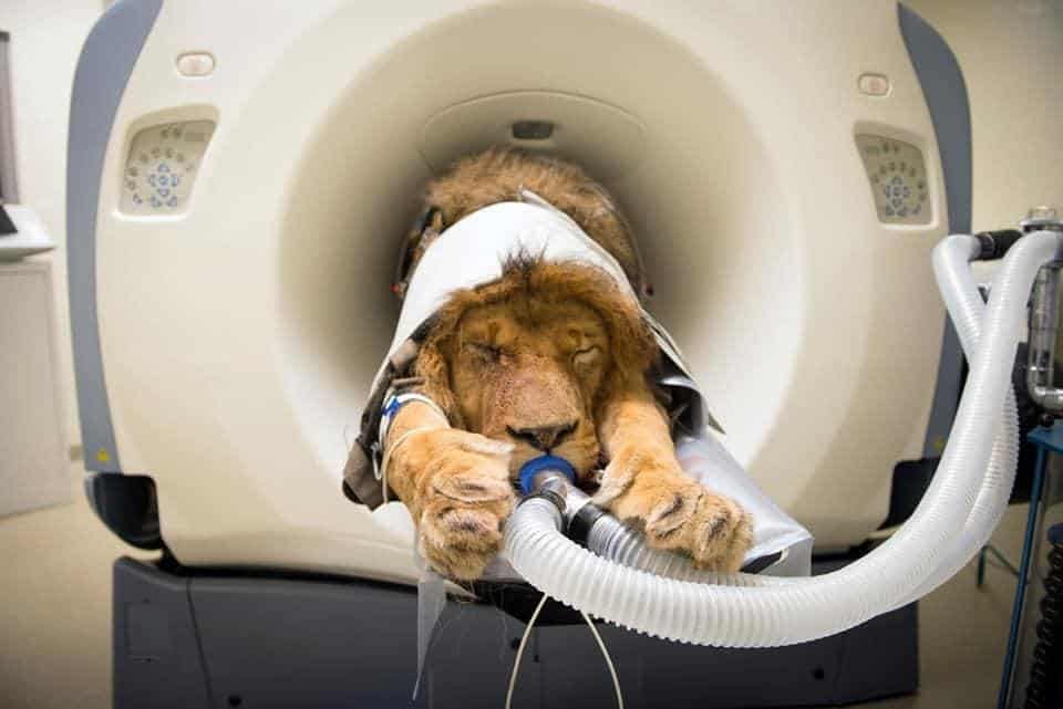What is Veterinary Diagnostic Imaging?