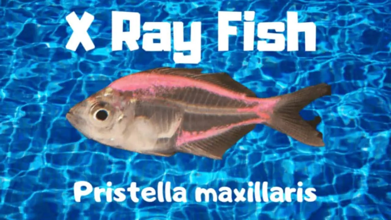 X Ray Fish What Are X Ray Tetra Fish?