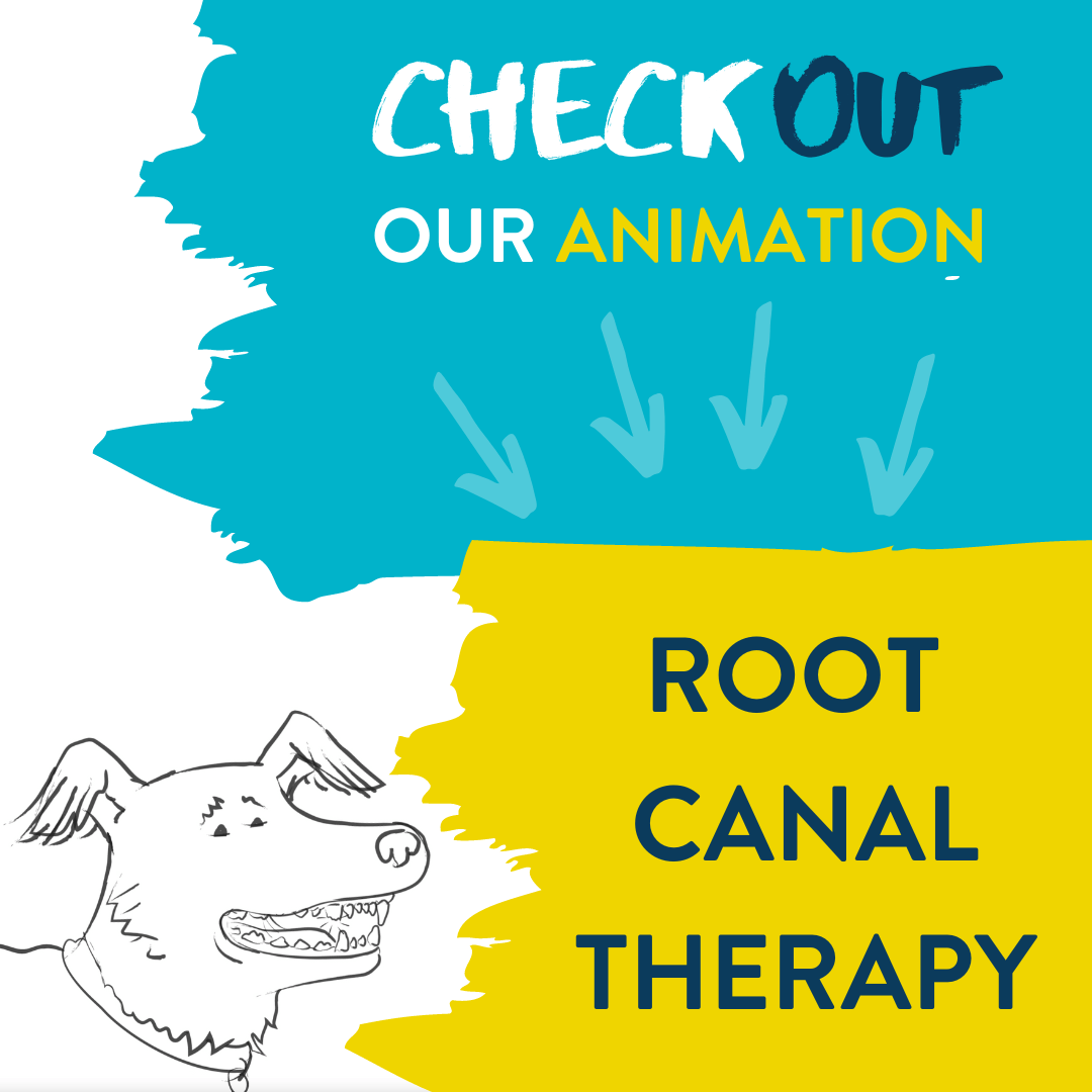 Can A Dog Get A Root Canal