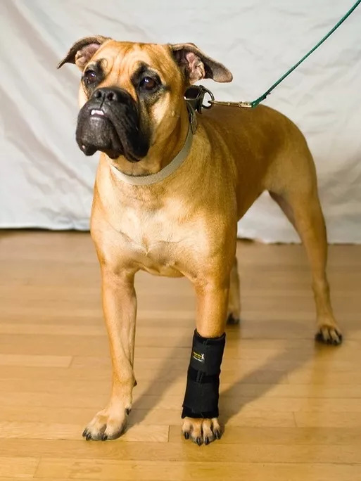 CARPOFLEX X TheraPaw