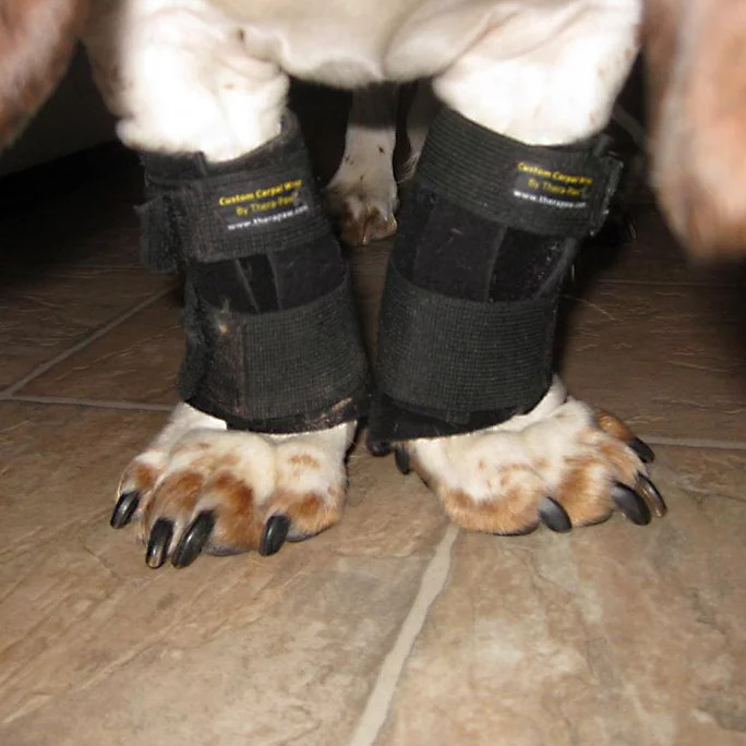 CARPOFLEX X TheraPaw