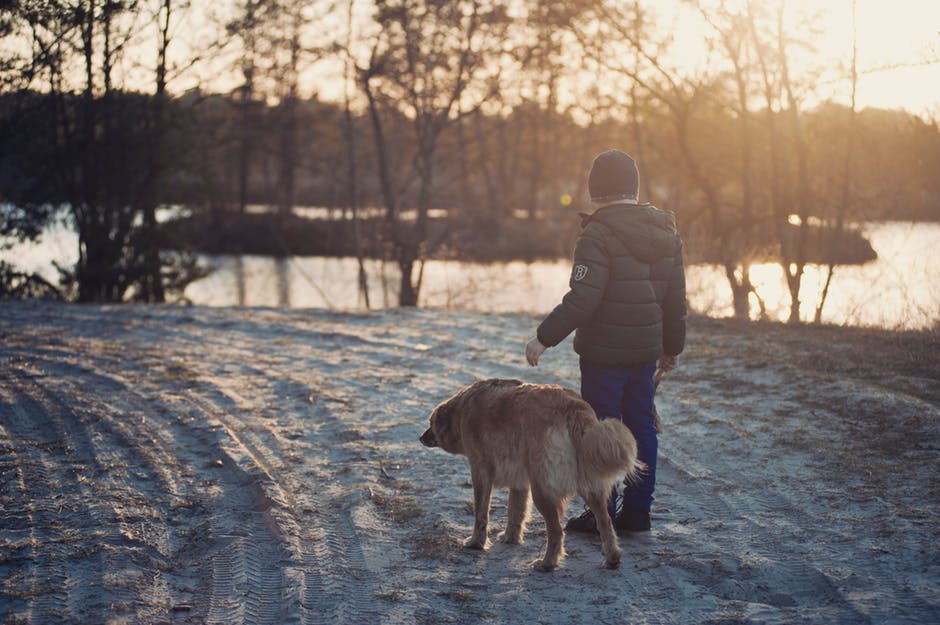 Answer Can My Dog Plan In The Snow? Therapy Pet