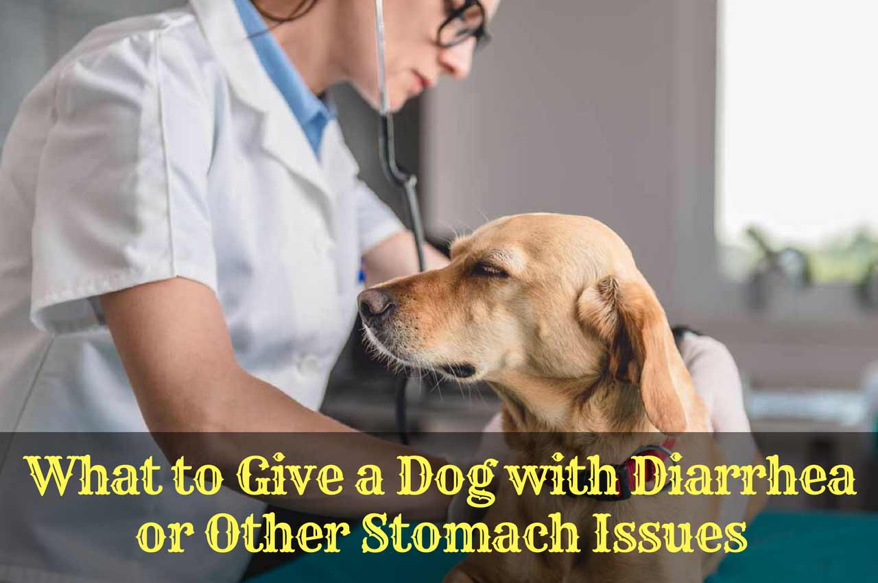 Does Your Dog Have Diarrhea? Do This. Therapy Pet