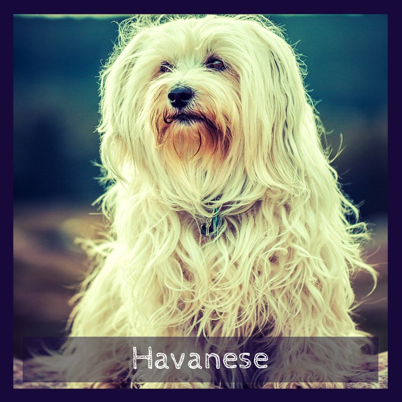 Havanese The National Dog Breed of Cuba