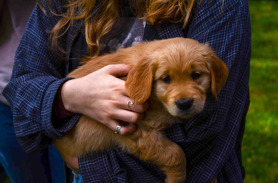 Phenobarbital for Dogs Therapy Pet