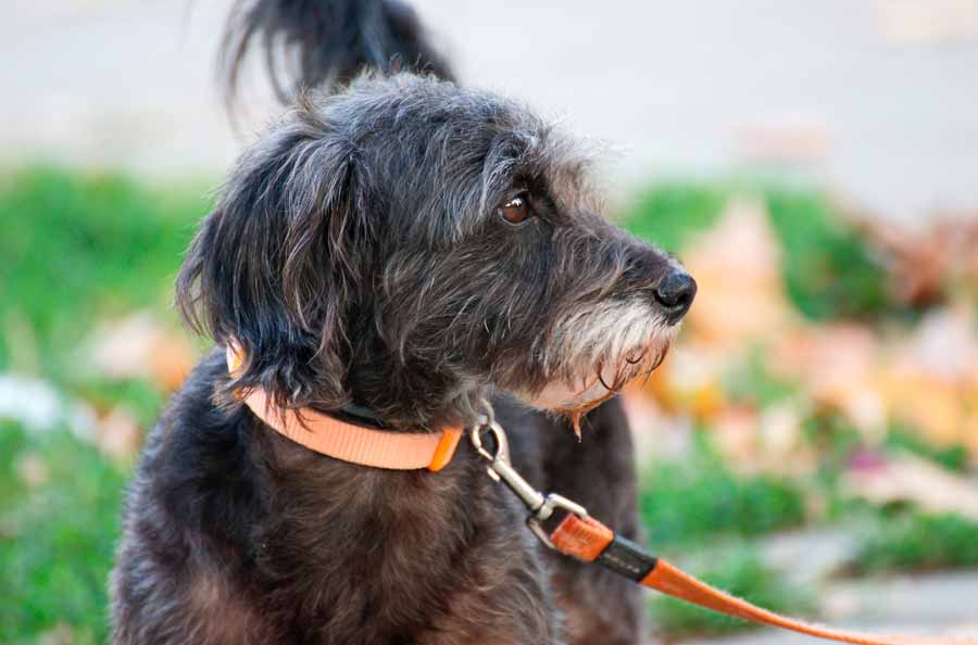 Phenobarbital for Dogs Therapy Pet