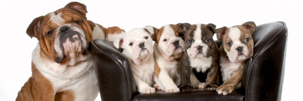 What is the Cleanest Pet to Own? Therapy Pet