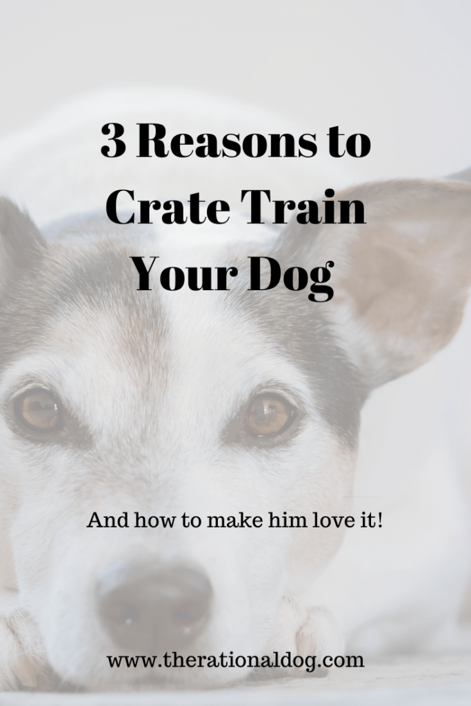 3 Reasons to Crate Train Your Dog (and how to do it) The Rational Dog