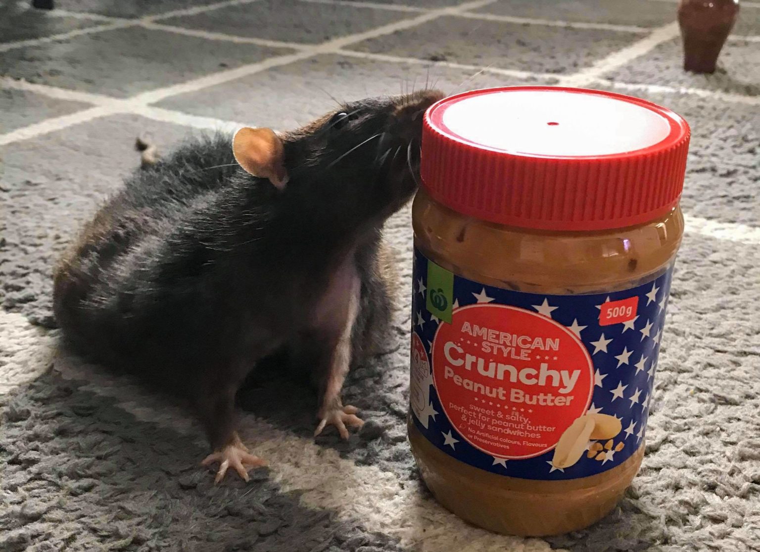 Can Rats Eat Peanut Butter? The Rat Place