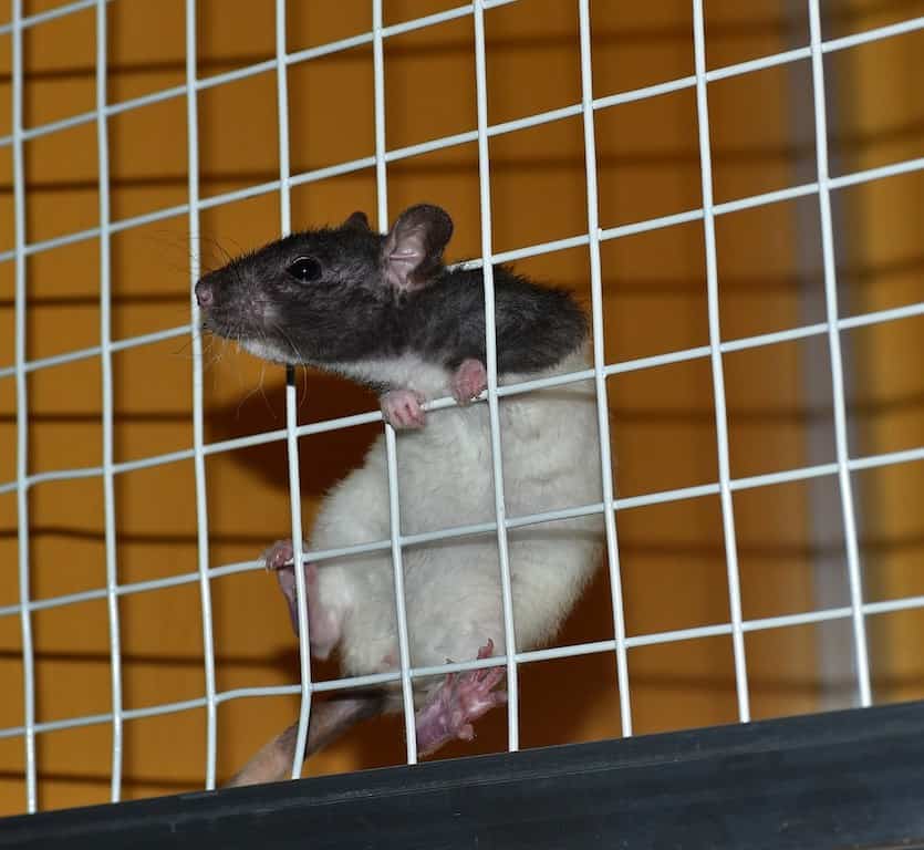 Are Pet Rats Smart? The Rat Place