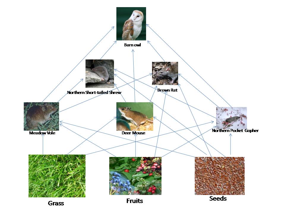 The Barn Owl Food Web Therealjohncarlson s Blog