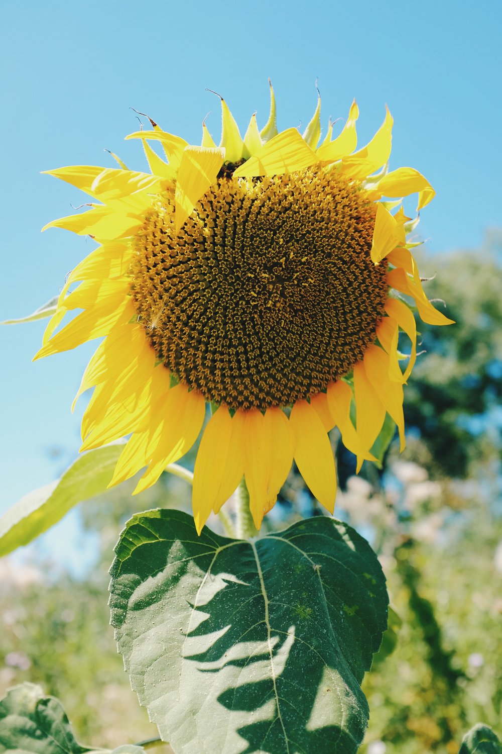 Hunting for Sunflowers by Sarah Nolen The Real Story