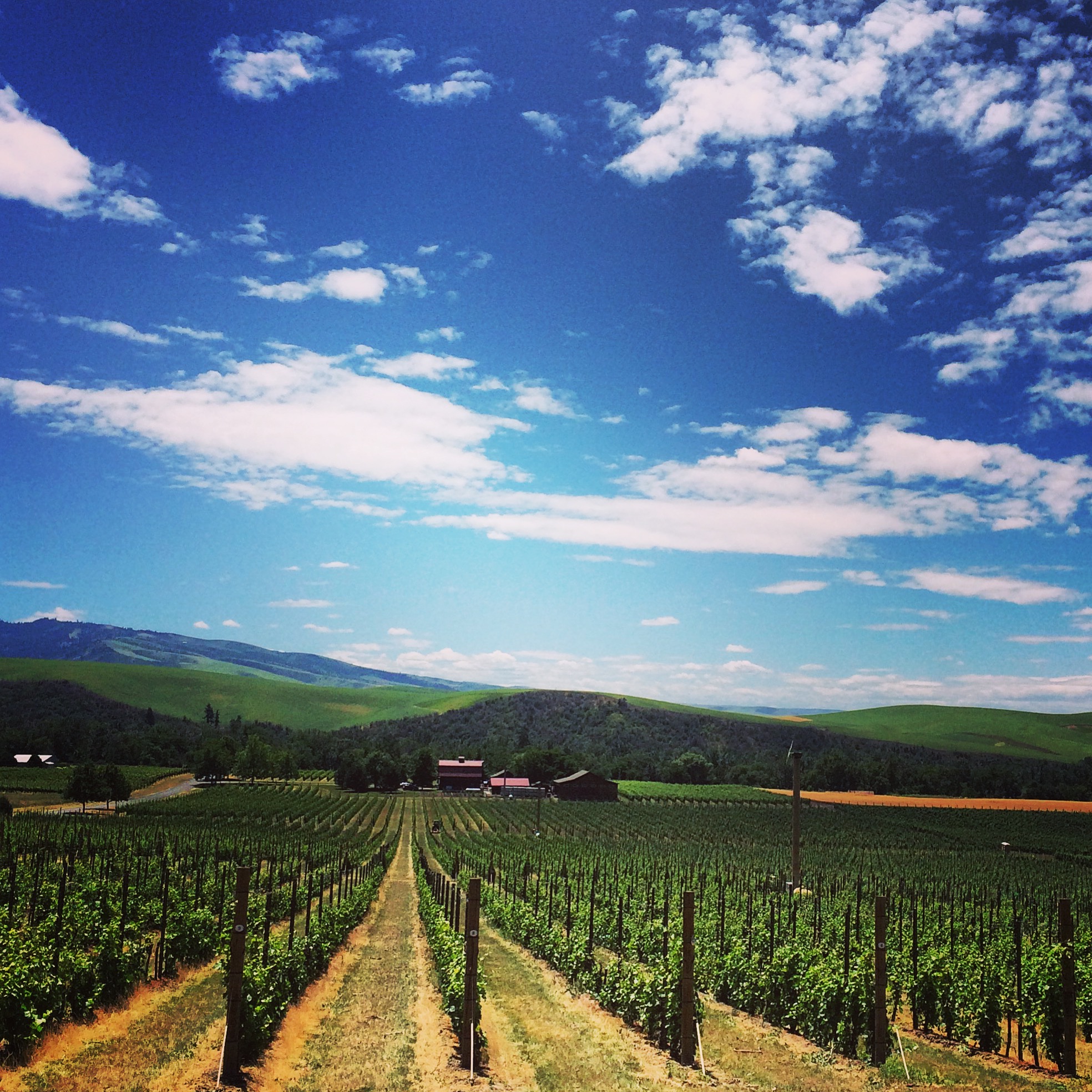 The Roots of Walla Walla Vintners Grow Deeper With New Partnership The Real Wine Julia