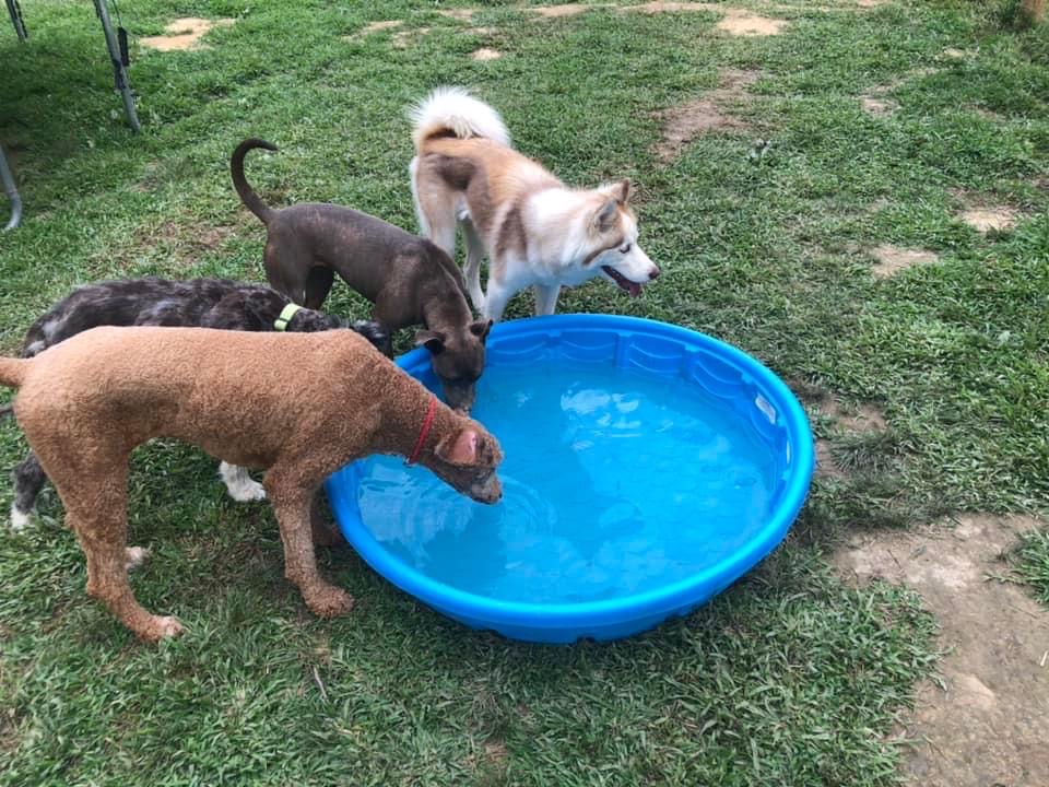 Almost Heaven Bark & Board, where ‘dogs are family’ Real WV