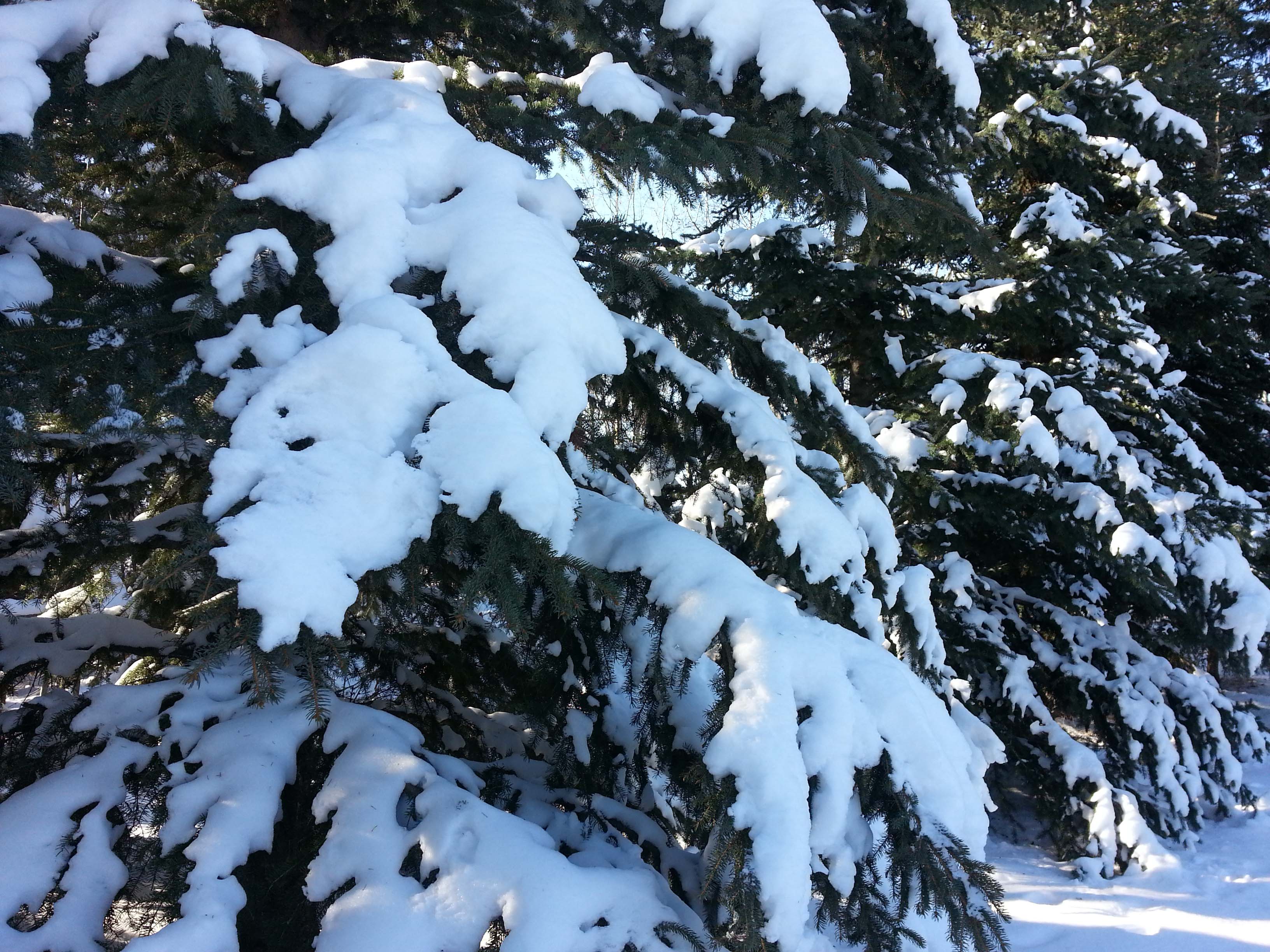 Spring Snow The Reasoning Blog