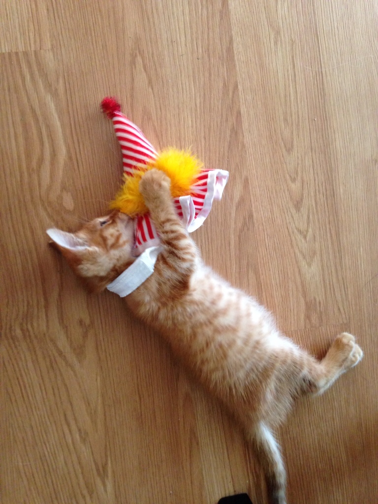 Cats + Halloween Cat Costumes = Purrfection! The Rebel Chick