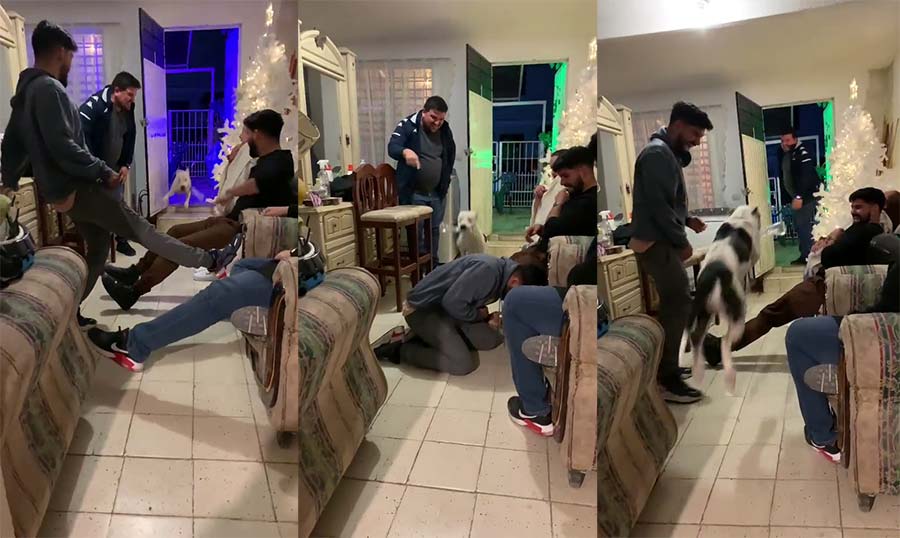 ‘Flying Dog’ TikTok Video Viral on Check Out People Reactions