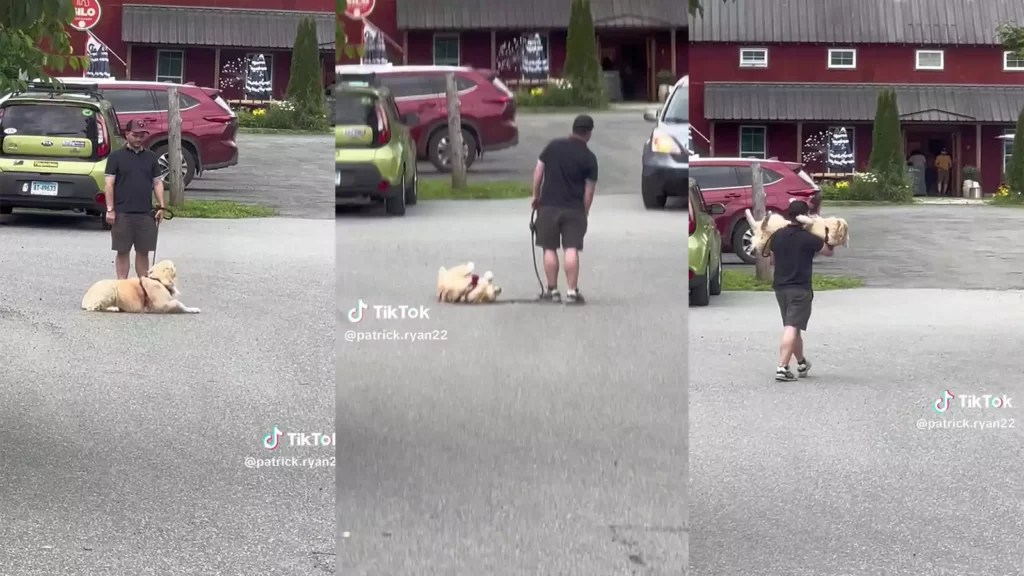 Viral Golden Retriever Throws a Brewery Tantrum, Owner's Hilarious
