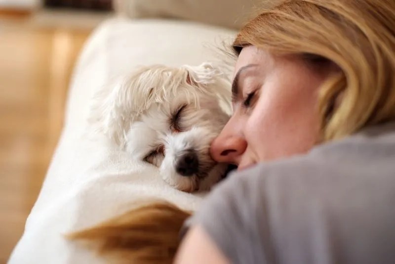 The Meaning of Pet Effect and its Mental Health Benefits The Recover