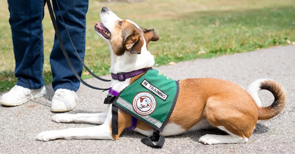 Significant Uses of Psychiatric Service Dogs The Recover