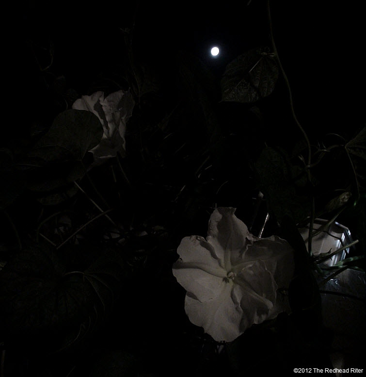 Moonflowers Glow In The Dark