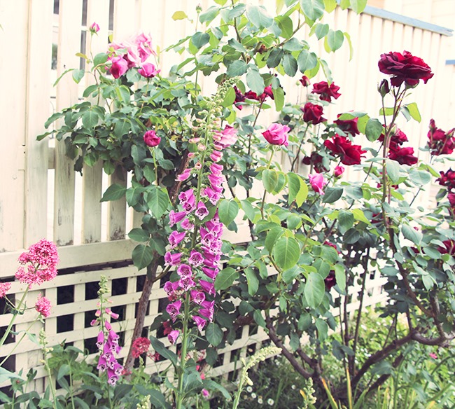 The Front Yard – The Red Wren