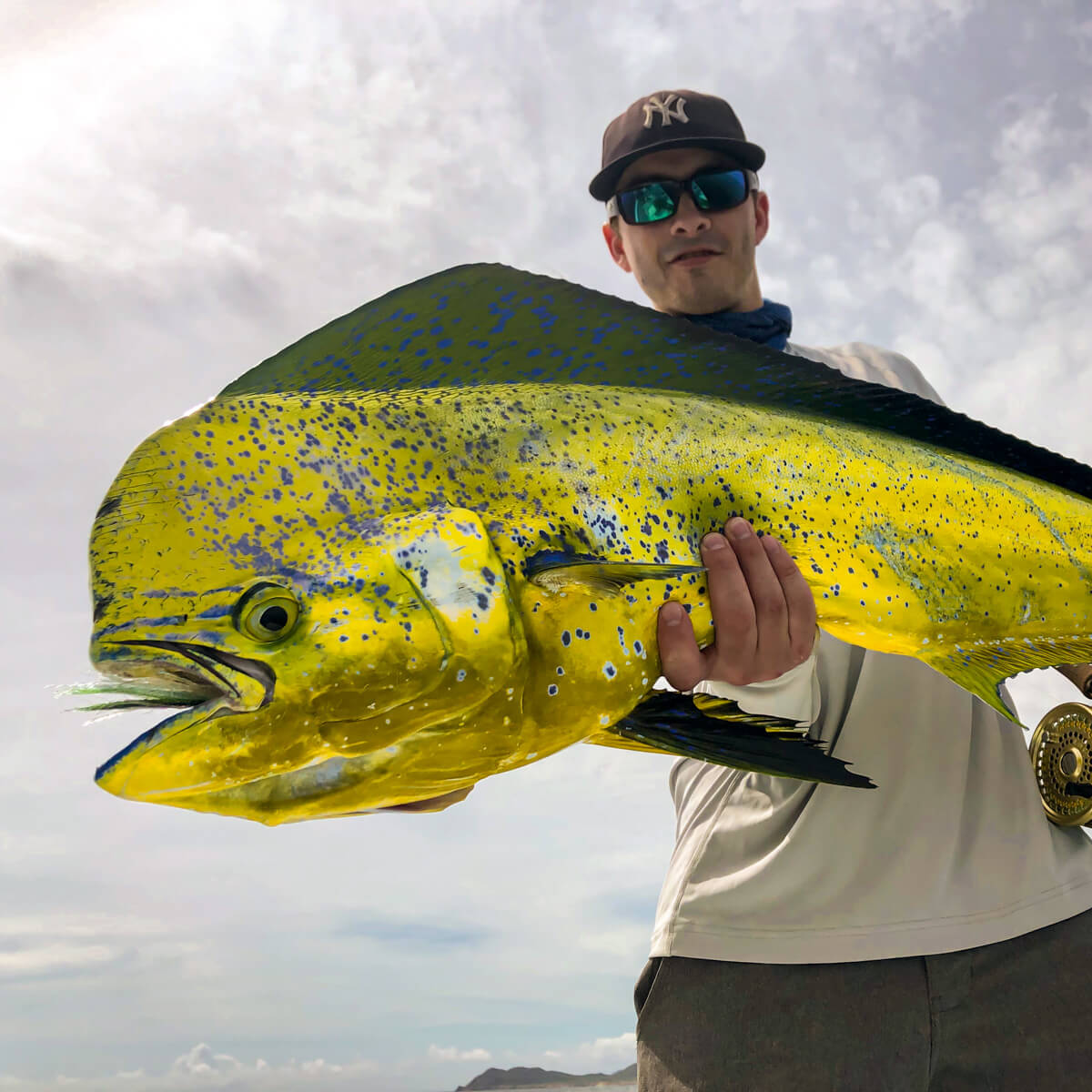 Dorado The Reel Baja