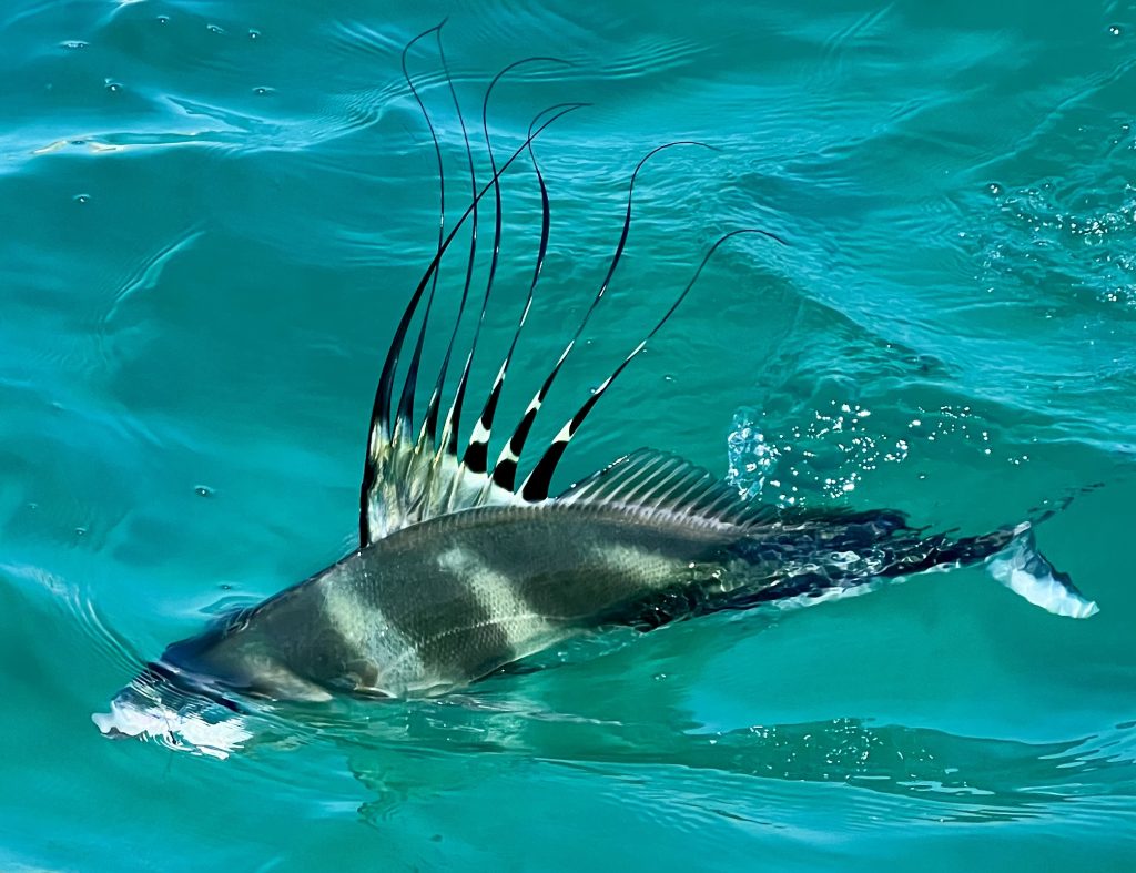 "Baja Fly Fishing Update Reeling in the Rooster fish" The Reel Baja